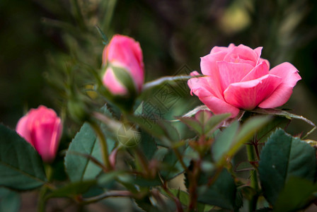 全闪光中微小粉红玫瑰图片