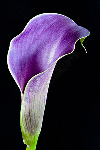 紫色卡拉莉图片