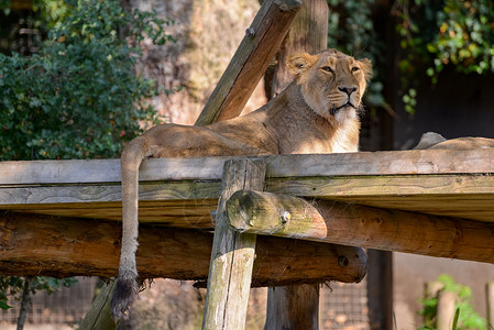 在阳光下休息的亚洲狮图片