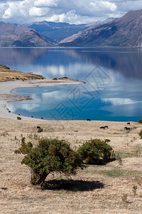 哈韦亚湖周围土地上的牛放牧图片