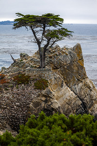 卡梅利海岸的蒙特里乳胶树图片
