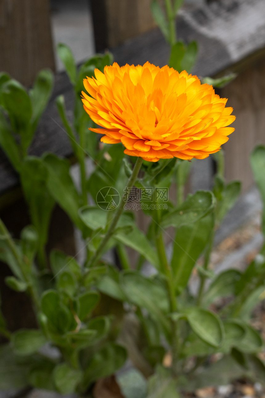 明亮橙色卡琳杜拉在英式花园中开图片
