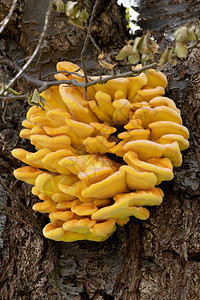 黄脑Tremellamesenterica春天在树上生长的果冻真菌背景图片