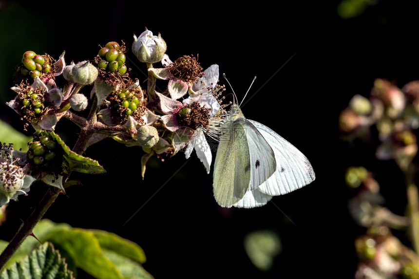 白蝴蝶Pierisrapae以黑莓花为食图片