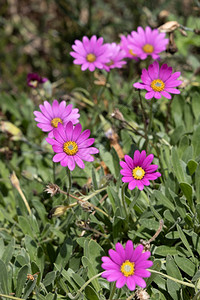 粉红美人花在东格里斯特德的花园开图片