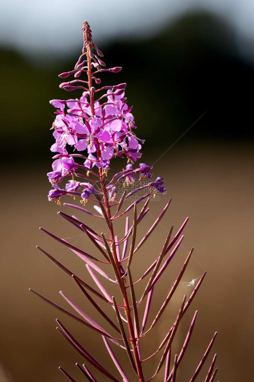 RosebayWillowherb在东格兰斯特德的一条路边开花图片