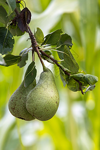 梨种植和成熟在意大利的花园里种植图片