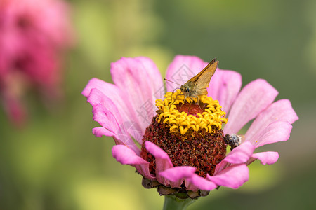 在意大利喂食ZinniaElegansJaQ粉红色花朵图片