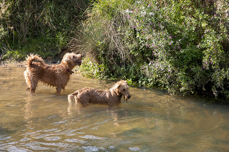 在米德赫斯特的Rother河里两只狗在阳光明媚的夏日图片
