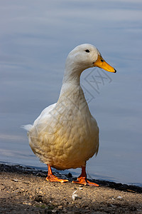 白鸭在东格里斯特德附近希奇考湖边的白鸭图片