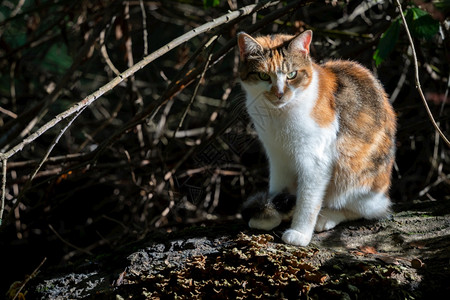 秋天的猫卡利科猫享受下午深冬秋天的阳光背景