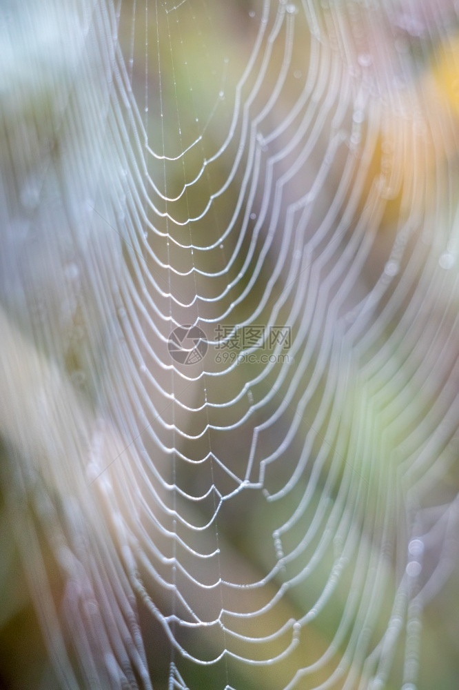 蜘蛛网的状闪发光露水滴图片