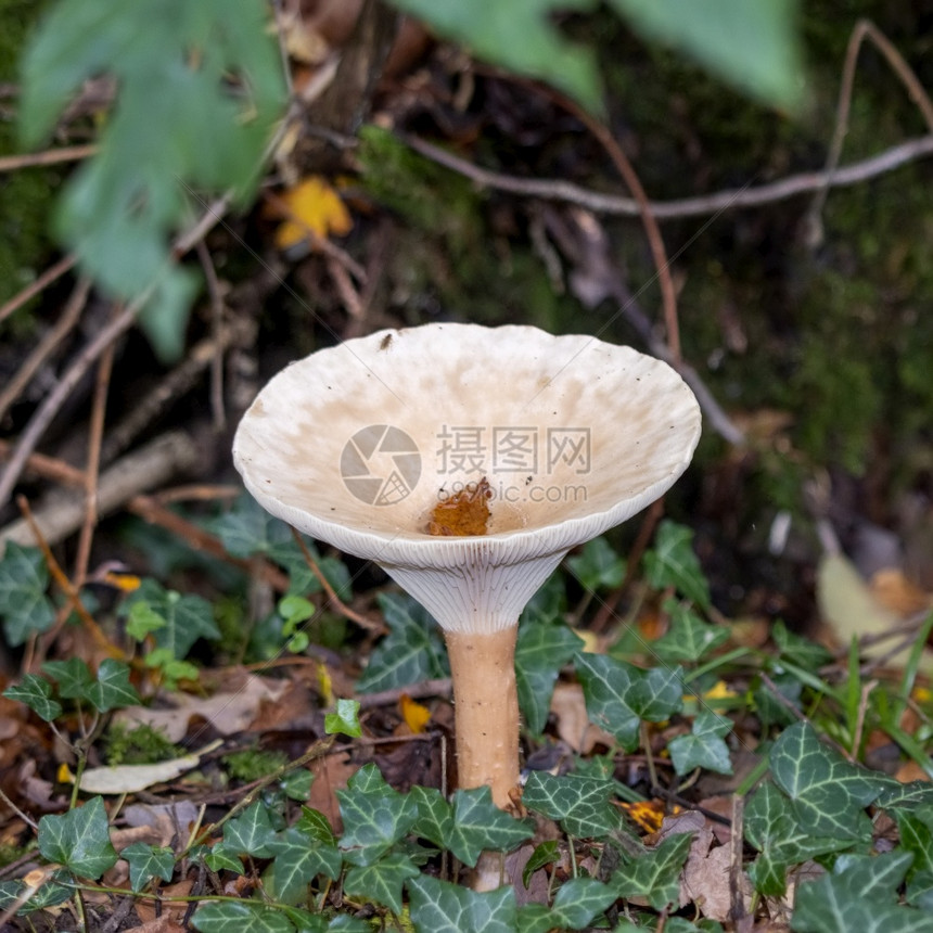 丛生漏斗长柄蘑菇图片