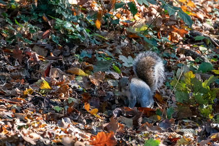 秋天小松鼠秋叶中的灰松鼠背景