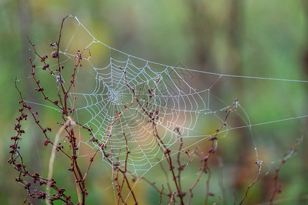 蜘蛛网闪烁着秋水露滴图片