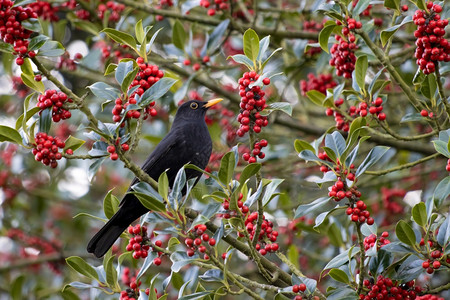 黑鸟Turdusmerula在霍利树中吃浆果高清图片