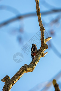 自然栖息地中的大斑木鸟图片