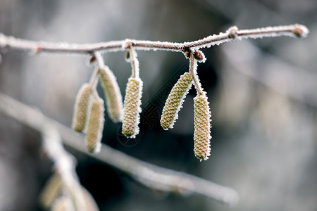 冬天榛树上覆盖着白霜的柳絮背景图片