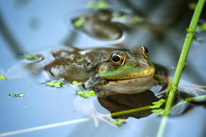 花蛙在池塘里休息图片