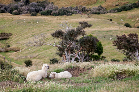 奥塔哥半岛上的牧羊图片