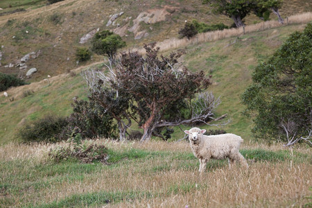 奥塔哥半岛上的牧羊图片
