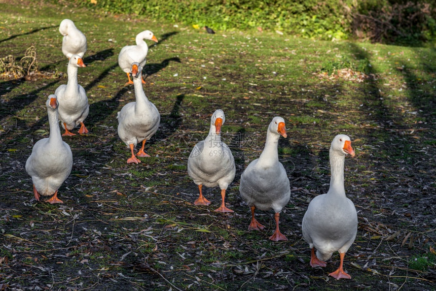 沿伊利大牛斯河岸行走的GeeseGagleGeese河边的Geese图片