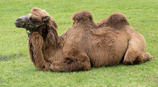 双峰驼棕色骆驼高清图片