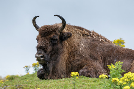 欧洲野牛欧洲野牛高清图片