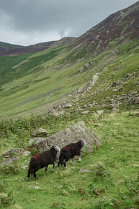 霍尼斯特山口的黑羊图片