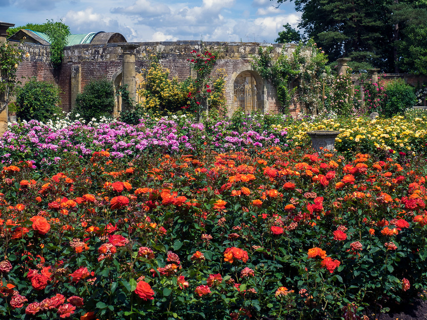 在海弗城堡的花园里生长玫瑰图片