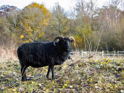 沃纳姆自然保护区的希伯里黑羊图片素材