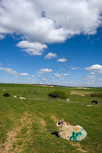 在苏塞克斯滚动乡下在家的羊和马图片