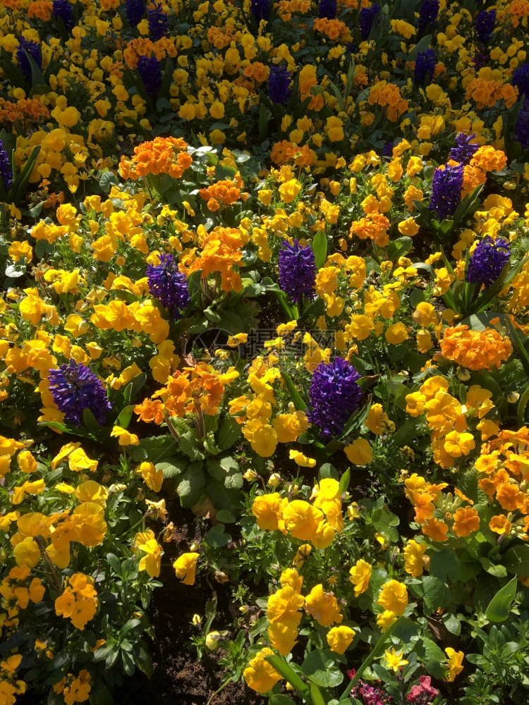 东格林斯代富彩多的鲜花床图片