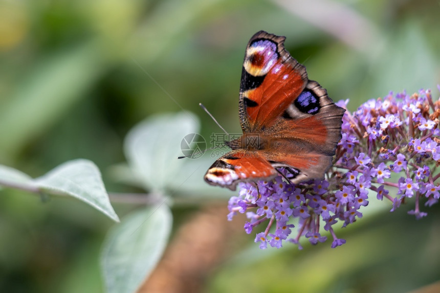 欧洲孔雀蝴蝶Inachisio食用布达利亚花朵图片