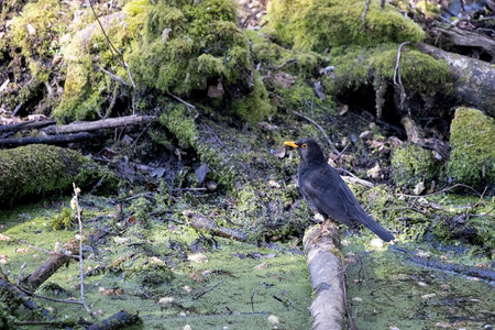 黑鸟在沼泽的原木上游荡图片