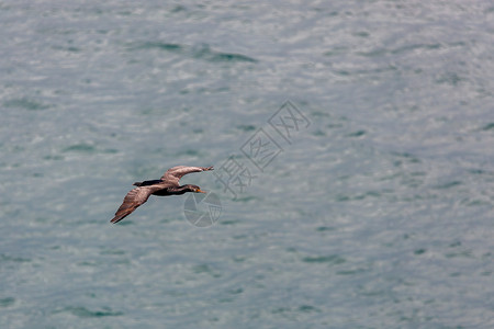 斑点沙格Phalacrocoraxpunctatus飞越奥塔哥半岛图片