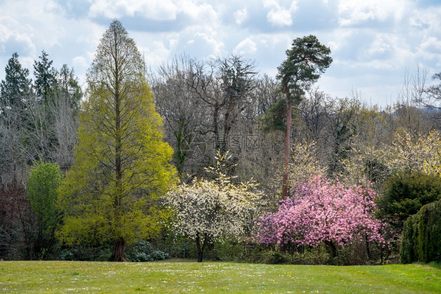 东格里斯特德公园花的景象不同树木在阳光明媚的春日开花图片