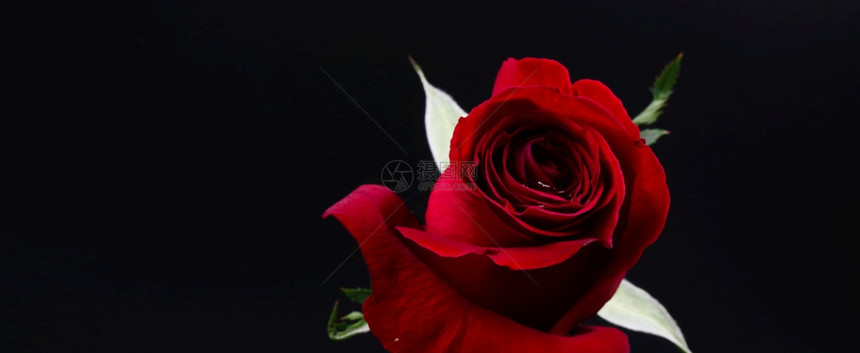 黑色背景的深红玫瑰图片