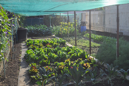 种植蔬菜如黑甘蓝和生的温室植物图片