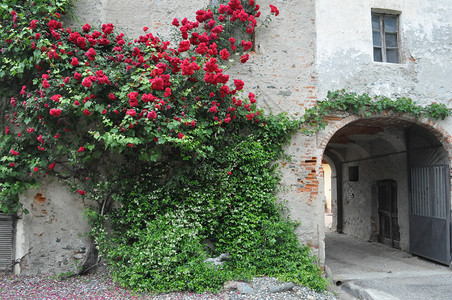 古墙上的玫瑰植物Rosa红花图片