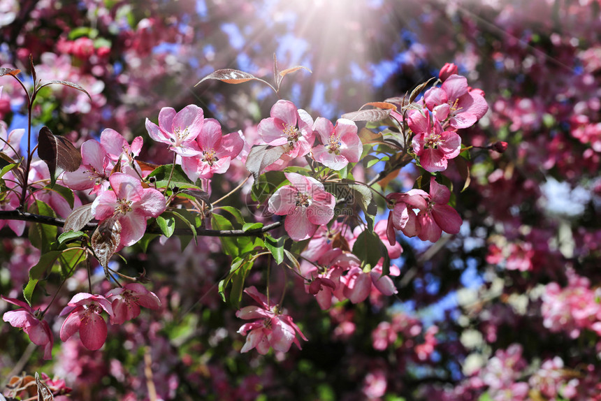 春苹果树的分枝鲜艳明亮的粉红色花朵紧贴图片