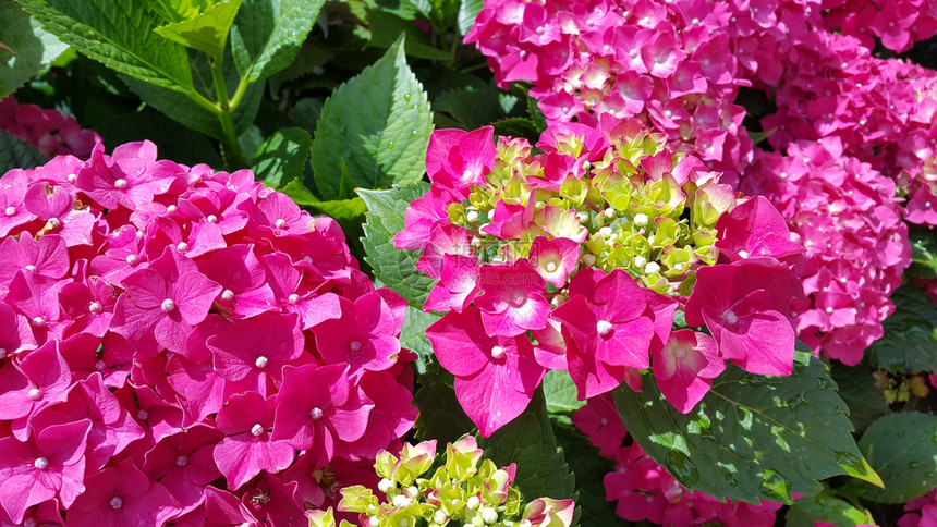 在一个花园里紧贴着美丽明亮的HydrangeaHydrangeamigrophylla的花朵图片
