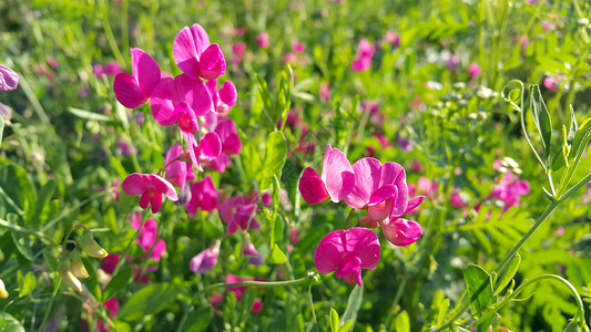 美丽的粉红甜豆花野生朵图片