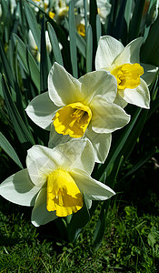 春水仙美丽的白黄花特写背景图片