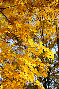 阳光下美丽的金色秋叶图片