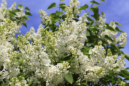 明亮蓝天背景的白银树丛美丽春枝背景图片