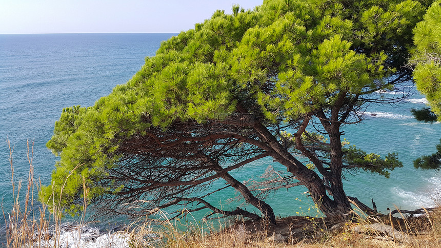 西班牙加泰罗尼亚州科斯塔布拉瓦岛明蓝海附近的斜坡上生长美丽松树图片