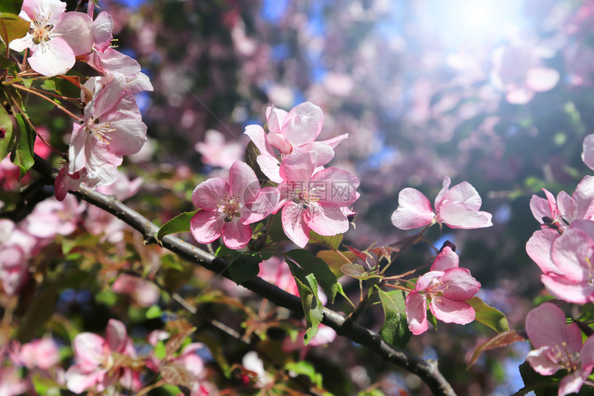 苹果树的分支有美丽粉红色花朵封闭的自然背景图片
