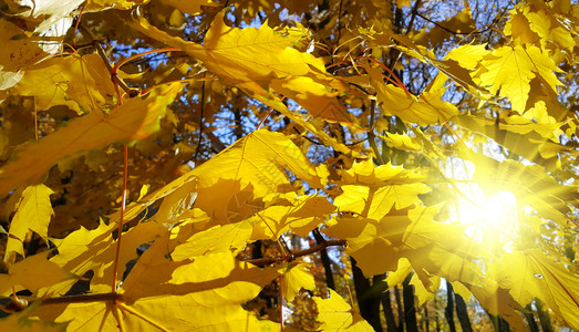 秋端树枝有明亮的黄色树叶有青和阳光图片
