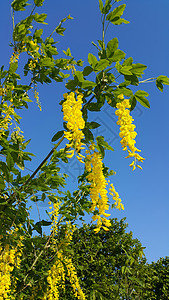 美丽的黄色鲜花春蓝天空图片
